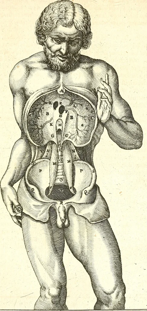 An illustration from Adriani Spigelii ... De humani corporis fabrica libri decem, tabulis XCIIX aeri incisis elegantissimis, nec antehac visis exornati. Serenissimo Ioanni Cornelio Venetiarum duci dicati : opus posthumum : Daniel Bucretius Vratislaviensis Philos. & Medic. D, 1632, leaf 500