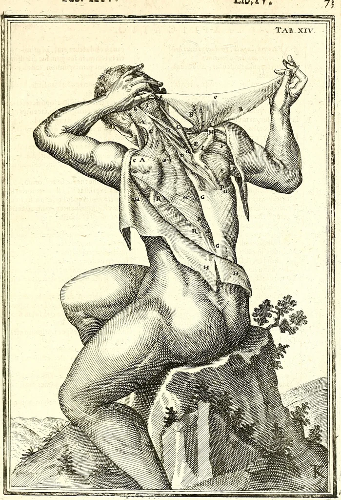 An illustration from Adriani Spigelii ... De humani corporis fabrica libri decem, tabulis XCIIX aeri incisis elegantissimis, nec antehac visis exornati. Serenissimo Ioanni Cornelio Venetiarum duci dicati : opus posthumum : Daniel Bucretius Vratislaviensis Philos. & Medic. D, 1632, leaf 502