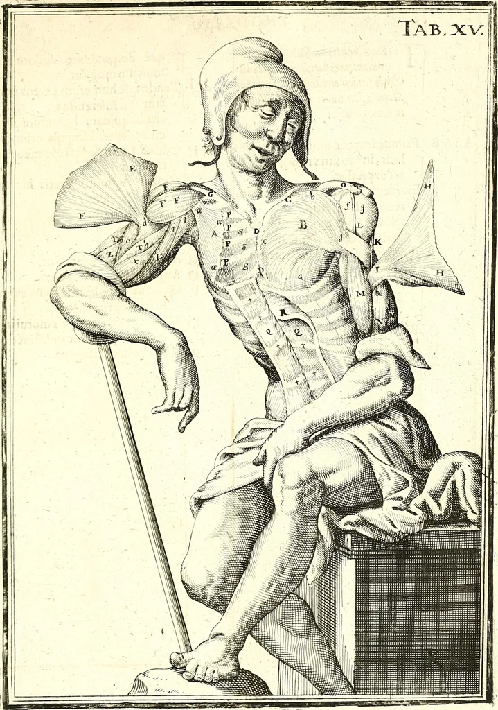 An illustration from Adriani Spigelii ... De humani corporis fabrica libri decem, tabulis XCIIX aeri incisis elegantissimis, nec antehac visis exornati. Serenissimo Ioanni Cornelio Venetiarum duci dicati : opus posthumum : Daniel Bucretius Vratislaviensis Philos. & Medic. D, 1632, leaf 504