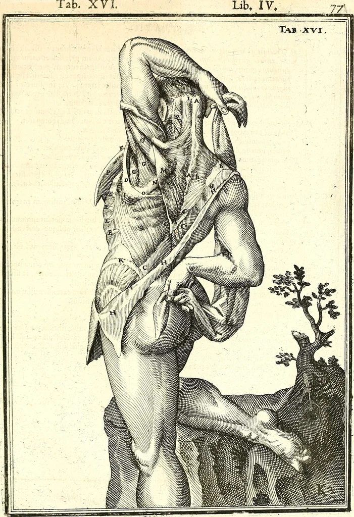 An illustration from Adriani Spigelii ... De humani corporis fabrica libri decem, tabulis XCIIX aeri incisis elegantissimis, nec antehac visis exornati. Serenissimo Ioanni Cornelio Venetiarum duci dicati : opus posthumum : Daniel Bucretius Vratislaviensis Philos. & Medic. D, 1632, leaf 506