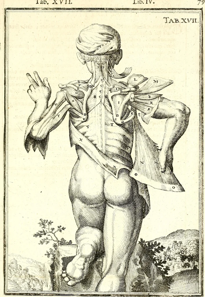 An illustration from Adriani Spigelii ... De humani corporis fabrica libri decem, tabulis XCIIX aeri incisis elegantissimis, nec antehac visis exornati. Serenissimo Ioanni Cornelio Venetiarum duci dicati : opus posthumum : Daniel Bucretius Vratislaviensis Philos. & Medic. D, 1632, leaf 508