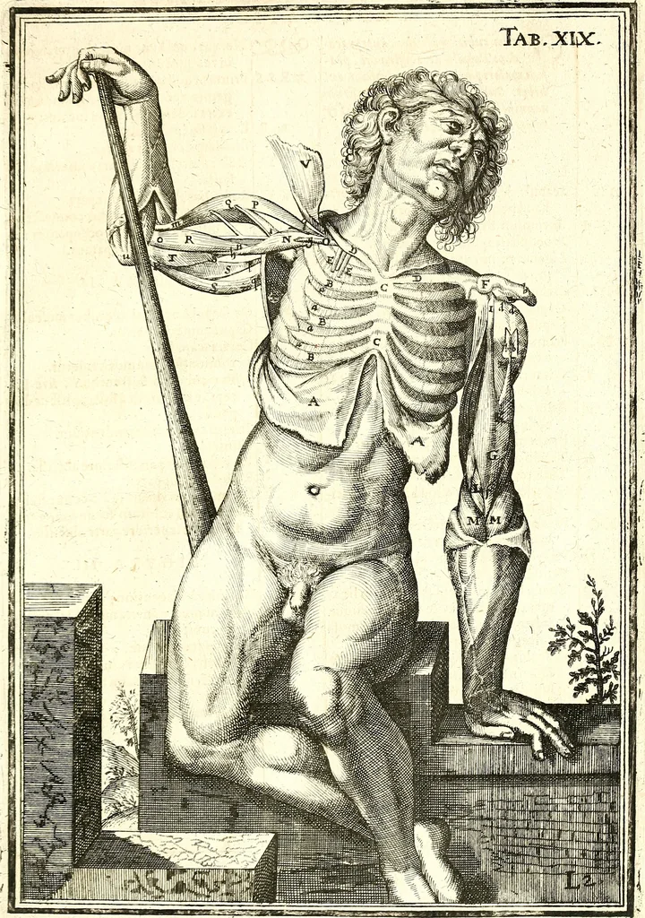 An illustration from Adriani Spigelii ... De humani corporis fabrica libri decem, tabulis XCIIX aeri incisis elegantissimis, nec antehac visis exornati. Serenissimo Ioanni Cornelio Venetiarum duci dicati : opus posthumum : Daniel Bucretius Vratislaviensis Philos. & Medic. D, 1632, leaf 512