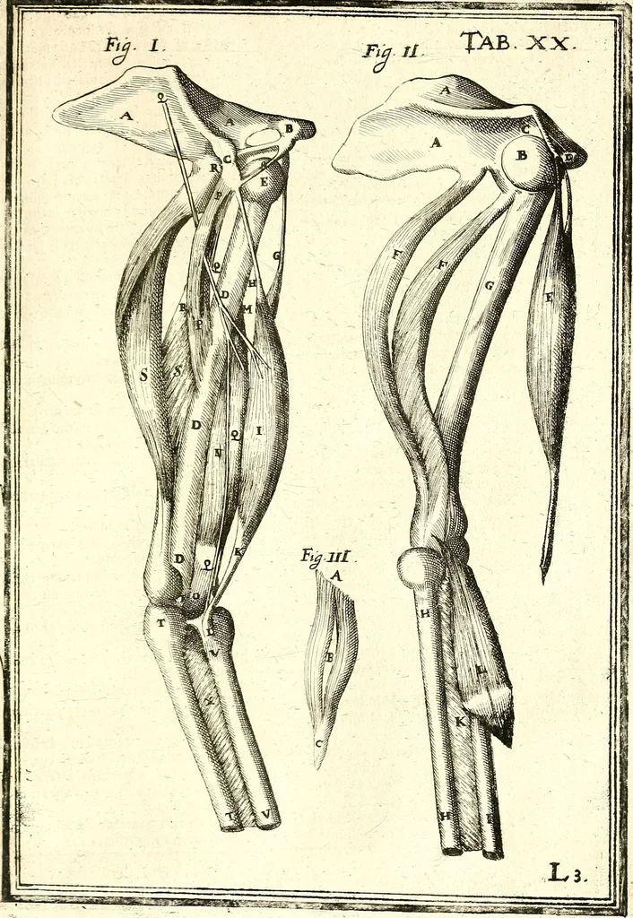 An illustration from Adriani Spigelii ... De humani corporis fabrica libri decem, tabulis XCIIX aeri incisis elegantissimis, nec antehac visis exornati. Serenissimo Ioanni Cornelio Venetiarum duci dicati : opus posthumum : Daniel Bucretius Vratislaviensis Philos. & Medic. D, 1632, leaf 514