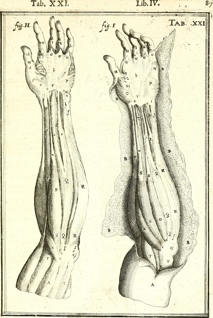 An illustration from Adriani Spigelii ... De humani corporis fabrica libri decem, tabulis XCIIX aeri incisis elegantissimis, nec antehac visis exornati. Serenissimo Ioanni Cornelio Venetiarum duci dicati : opus posthumum : Daniel Bucretius Vratislaviensis Philos. & Medic. D, 1632, leaf 516