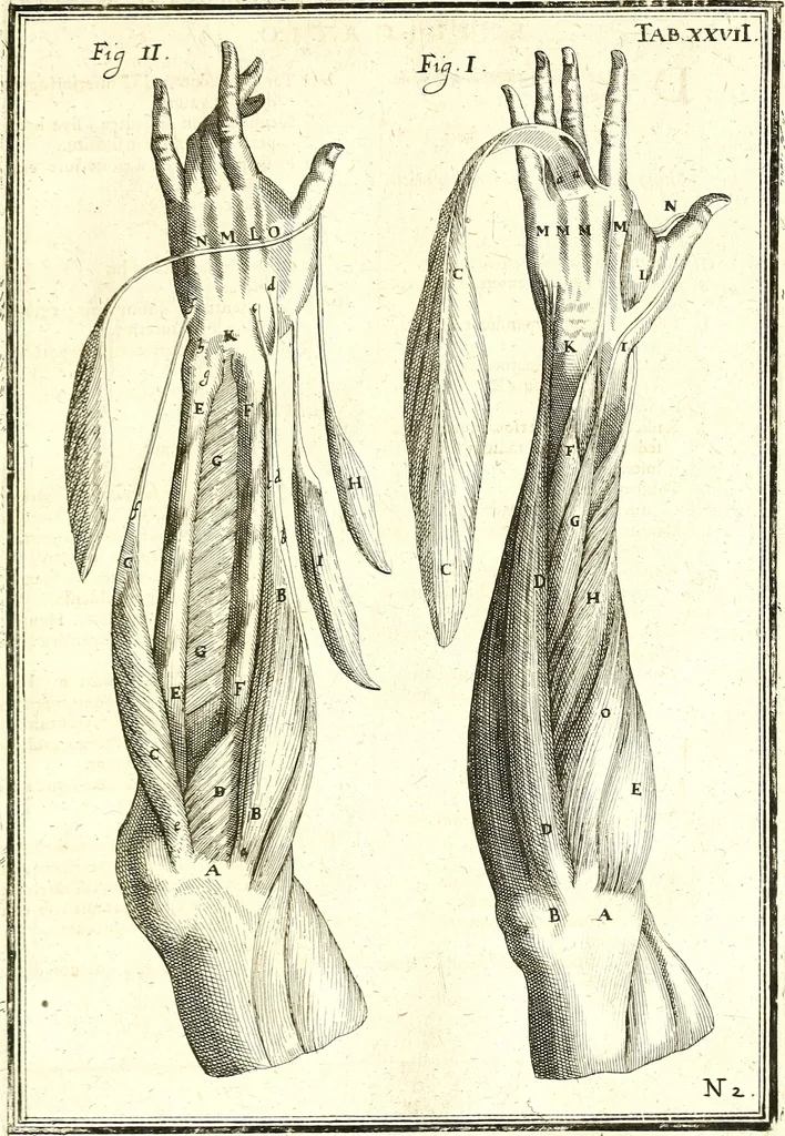 An illustration from Adriani Spigelii ... De humani corporis fabrica libri decem, tabulis XCIIX aeri incisis elegantissimis, nec antehac visis exornati. Serenissimo Ioanni Cornelio Venetiarum duci dicati : opus posthumum : Daniel Bucretius Vratislaviensis Philos. & Medic. D, 1632, leaf 528
