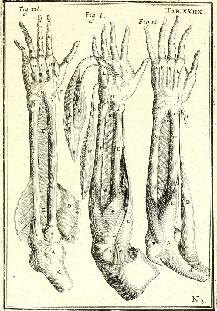 An illustration from Adriani Spigelii ... De humani corporis fabrica libri decem, tabulis XCIIX aeri incisis elegantissimis, nec antehac visis exornati. Serenissimo Ioanni Cornelio Venetiarum duci dicati : opus posthumum : Daniel Bucretius Vratislaviensis Philos. & Medic. D, 1632, leaf 530
