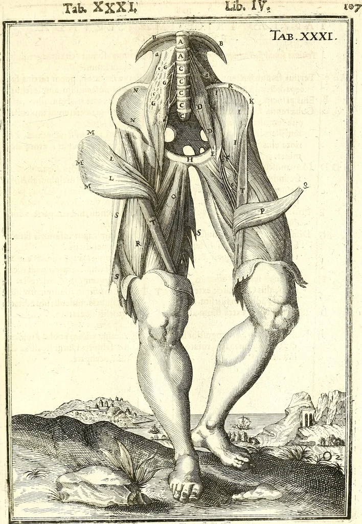 An illustration from Adriani Spigelii ... De humani corporis fabrica libri decem, tabulis XCIIX aeri incisis elegantissimis, nec antehac visis exornati. Serenissimo Ioanni Cornelio Venetiarum duci dicati : opus posthumum : Daniel Bucretius Vratislaviensis Philos. & Medic. D, 1632, leaf 536