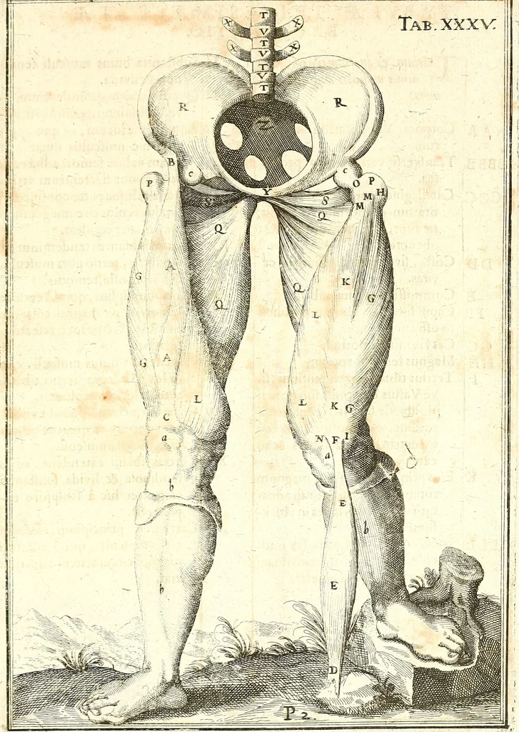 An illustration from Adriani Spigelii ... De humani corporis fabrica libri decem, tabulis XCIIX aeri incisis elegantissimis, nec antehac visis exornati. Serenissimo Ioanni Cornelio Venetiarum duci dicati : opus posthumum : Daniel Bucretius Vratislaviensis Philos. & Medic. D, 1632, leaf 544