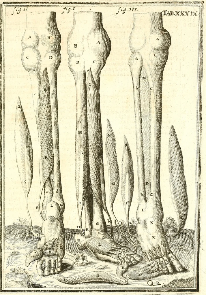 An illustration from Adriani Spigelii ... De humani corporis fabrica libri decem, tabulis XCIIX aeri incisis elegantissimis, nec antehac visis exornati. Serenissimo Ioanni Cornelio Venetiarum duci dicati : opus posthumum : Daniel Bucretius Vratislaviensis Philos. & Medic. D, 1632, leaf 552
