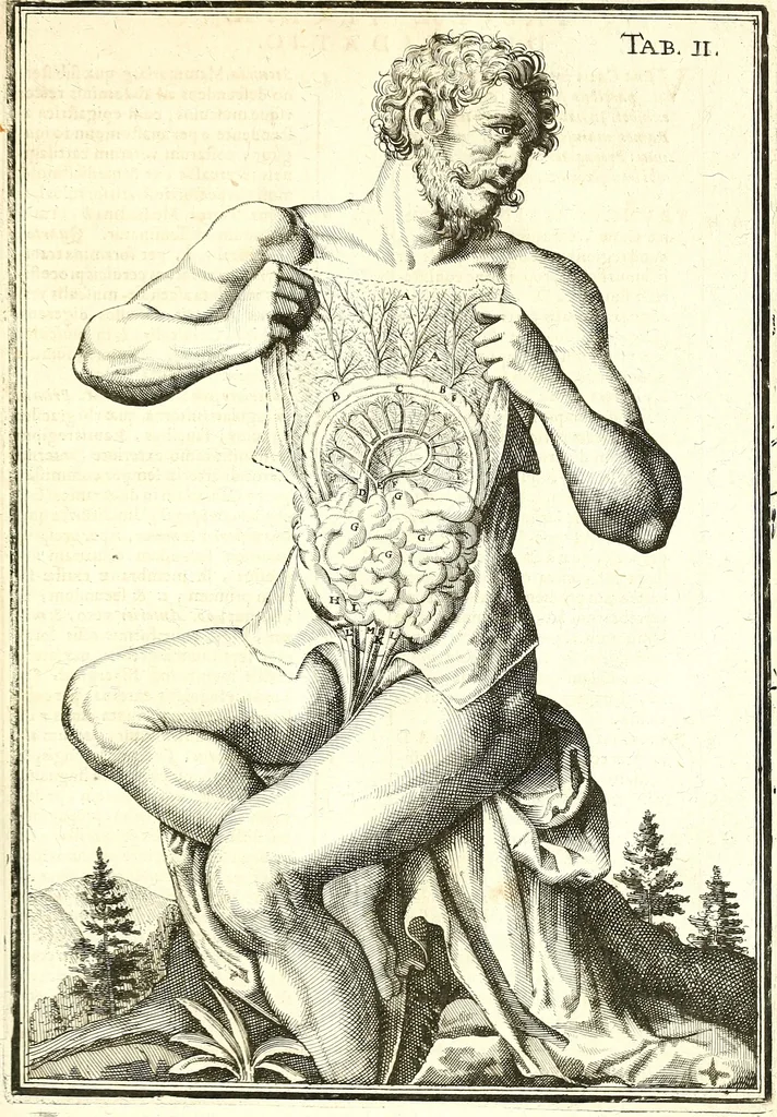 An illustration from Adriani Spigelii ... De humani corporis fabrica libri decem, tabulis XCIIX aeri incisis elegantissimis, nec antehac visis exornati. Serenissimo Ioanni Cornelio Venetiarum duci dicati : opus posthumum : Daniel Bucretius Vratislaviensis Philos. & Medic. D, 1632, leaf 564