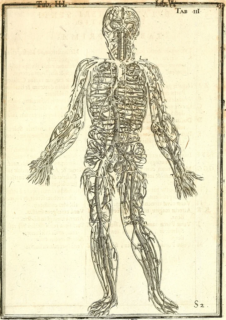 An illustration from Adriani Spigelii ... De humani corporis fabrica libri decem, tabulis XCIIX aeri incisis elegantissimis, nec antehac visis exornati. Serenissimo Ioanni Cornelio Venetiarum duci dicati : opus posthumum : Daniel Bucretius Vratislaviensis Philos. & Medic. D, 1632, leaf 568