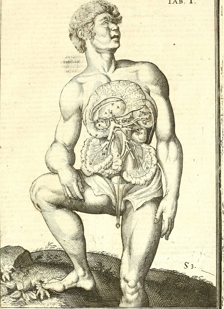 An illustration from Adriani Spigelii ... De humani corporis fabrica libri decem, tabulis XCIIX aeri incisis elegantissimis, nec antehac visis exornati. Serenissimo Ioanni Cornelio Venetiarum duci dicati : opus posthumum : Daniel Bucretius Vratislaviensis Philos. & Medic. D, 1632, leaf 570