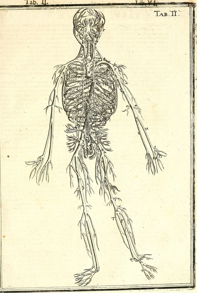 An illustration from Adriani Spigelii ... De humani corporis fabrica libri decem, tabulis XCIIX aeri incisis elegantissimis, nec antehac visis exornati. Serenissimo Ioanni Cornelio Venetiarum duci dicati : opus posthumum : Daniel Bucretius Vratislaviensis Philos. & Medic. D, 1632, leaf 572