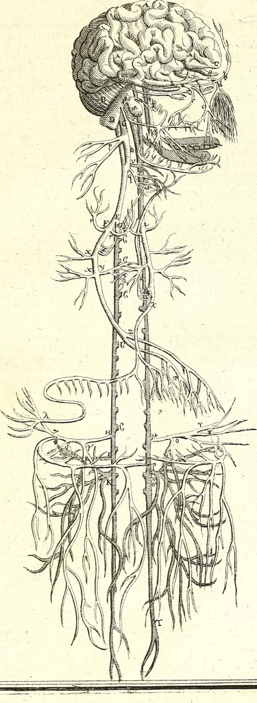 An illustration from Adriani Spigelii ... De humani corporis fabrica libri decem, tabulis XCIIX aeri incisis elegantissimis, nec antehac visis exornati. Serenissimo Ioanni Cornelio Venetiarum duci dicati : opus posthumum : Daniel Bucretius Vratislaviensis Philos. & Medic. D, 1632, leaf 574
