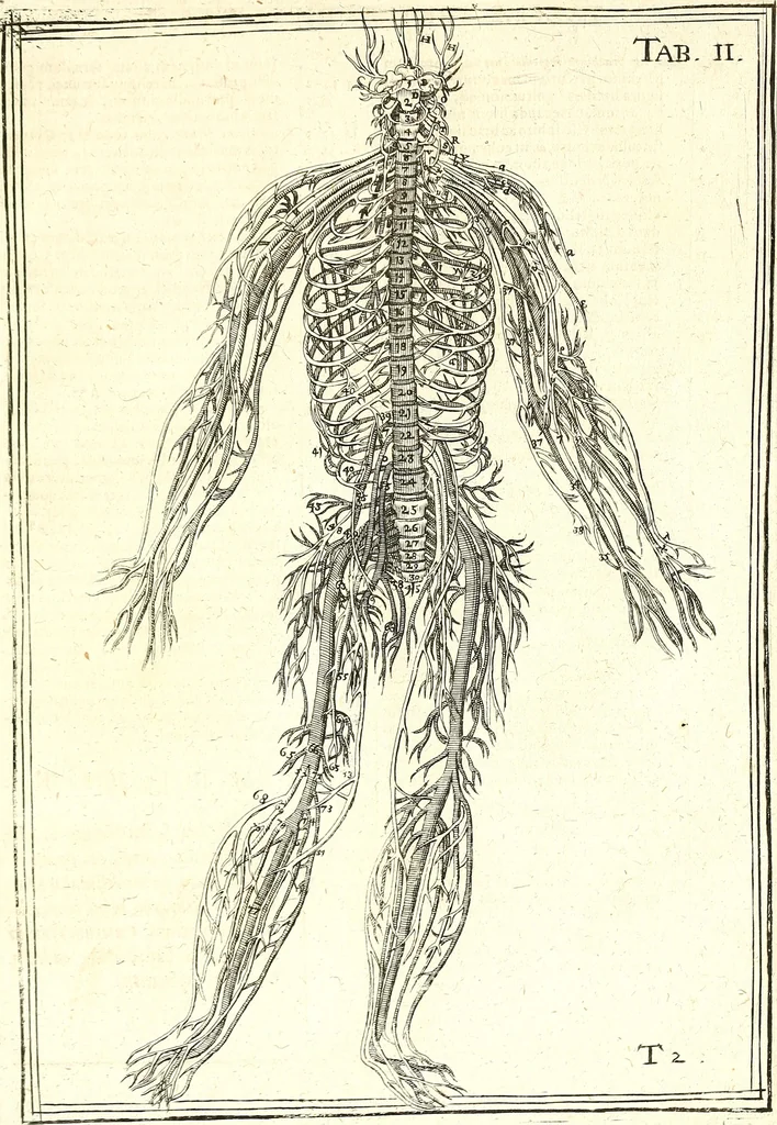An illustration from Adriani Spigelii ... De humani corporis fabrica libri decem, tabulis XCIIX aeri incisis elegantissimis, nec antehac visis exornati. Serenissimo Ioanni Cornelio Venetiarum duci dicati : opus posthumum : Daniel Bucretius Vratislaviensis Philos. & Medic. D, 1632, leaf 576
