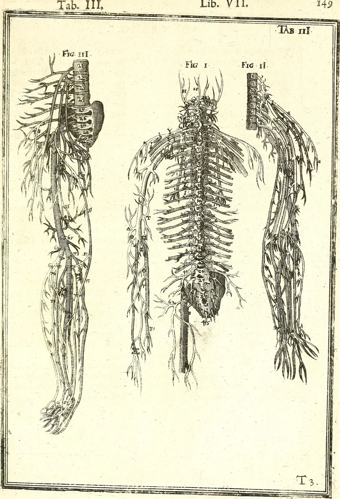 An illustration from Adriani Spigelii ... De humani corporis fabrica libri decem, tabulis XCIIX aeri incisis elegantissimis, nec antehac visis exornati. Serenissimo Ioanni Cornelio Venetiarum duci dicati : opus posthumum : Daniel Bucretius Vratislaviensis Philos. & Medic. D, 1632, leaf 578