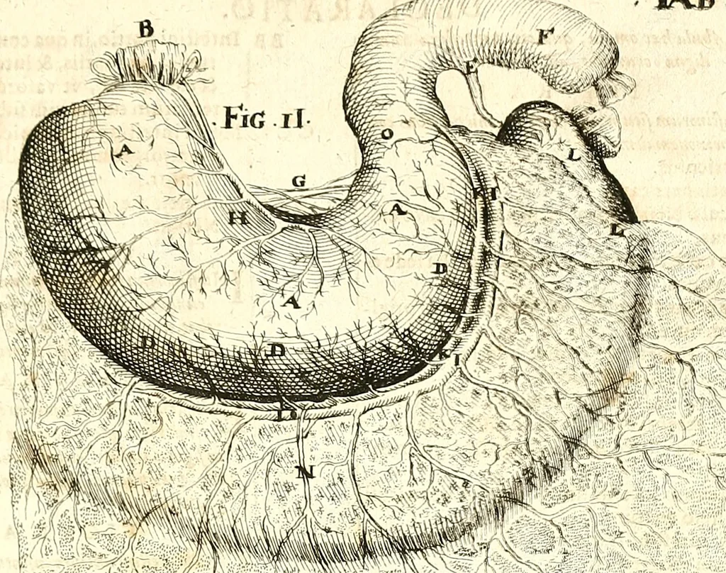 An illustration from Adriani Spigelii ... De humani corporis fabrica libri decem, tabulis XCIIX aeri incisis elegantissimis, nec antehac visis exornati. Serenissimo Ioanni Cornelio Venetiarum duci dicati : opus posthumum : Daniel Bucretius Vratislaviensis Philos. & Medic. D, 1632, leaf 586