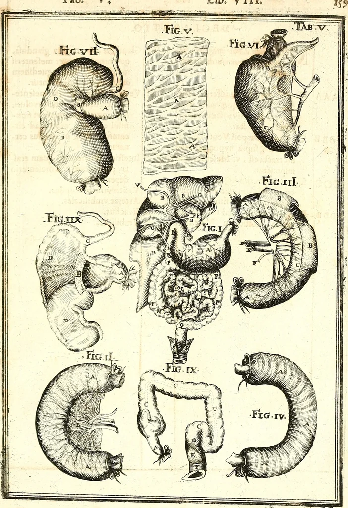 An illustration from Adriani Spigelii ... De humani corporis fabrica libri decem, tabulis XCIIX aeri incisis elegantissimis, nec antehac visis exornati. Serenissimo Ioanni Cornelio Venetiarum duci dicati : opus posthumum : Daniel Bucretius Vratislaviensis Philos. & Medic. D, 1632, leaf 588