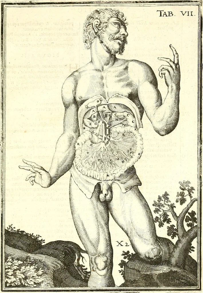 An illustration from Adriani Spigelii ... De humani corporis fabrica libri decem, tabulis XCIIX aeri incisis elegantissimis, nec antehac visis exornati. Serenissimo Ioanni Cornelio Venetiarum duci dicati : opus posthumum : Daniel Bucretius Vratislaviensis Philos. & Medic. D, 1632, leaf 592