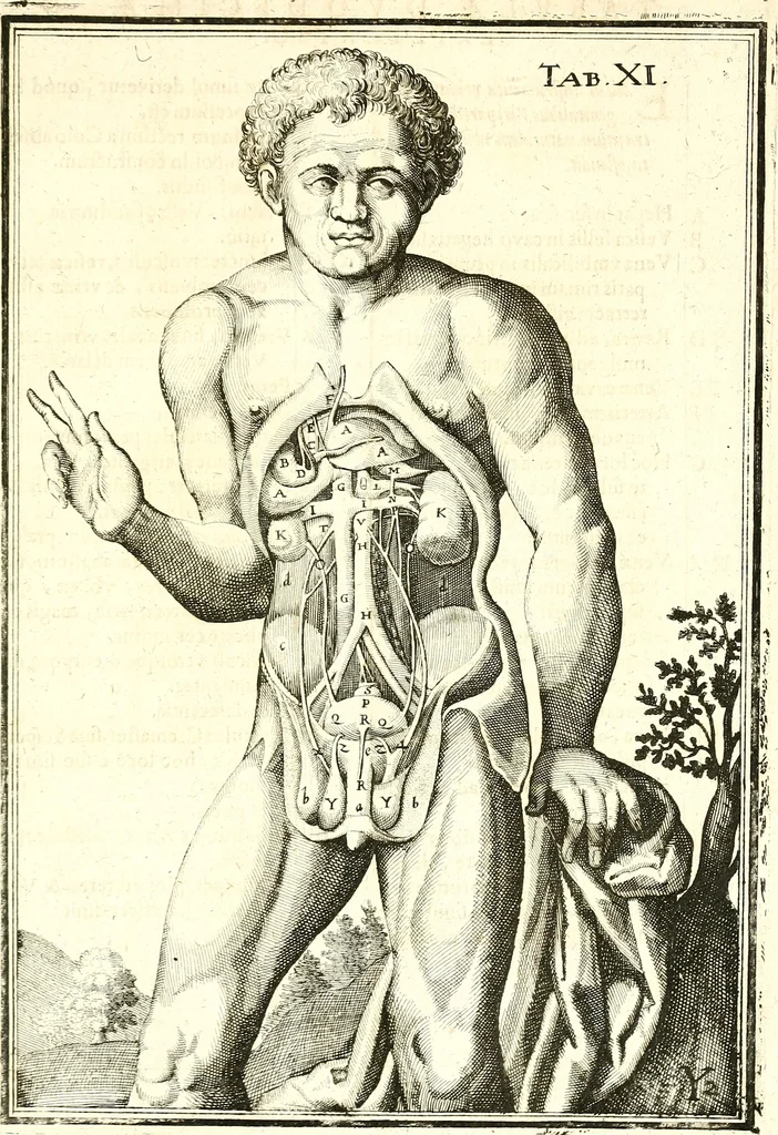 An illustration from Adriani Spigelii ... De humani corporis fabrica libri decem, tabulis XCIIX aeri incisis elegantissimis, nec antehac visis exornati. Serenissimo Ioanni Cornelio Venetiarum duci dicati : opus posthumum : Daniel Bucretius Vratislaviensis Philos. & Medic. D, 1632, leaf 600