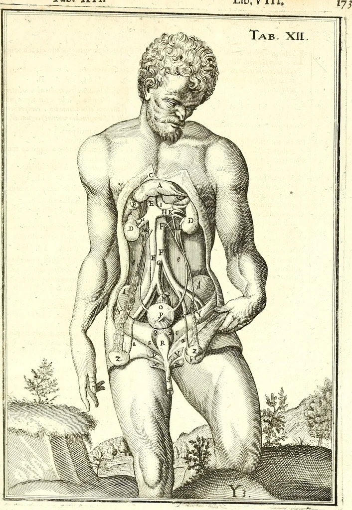 An illustration from Adriani Spigelii ... De humani corporis fabrica libri decem, tabulis XCIIX aeri incisis elegantissimis, nec antehac visis exornati. Serenissimo Ioanni Cornelio Venetiarum duci dicati : opus posthumum : Daniel Bucretius Vratislaviensis Philos. & Medic. D, 1632, leaf 602