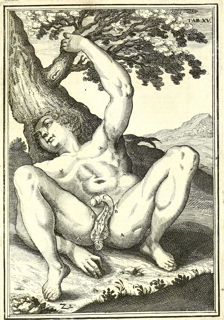 An illustration from Adriani Spigelii ... De humani corporis fabrica libri decem, tabulis XCIIX aeri incisis elegantissimis, nec antehac visis exornati. Serenissimo Ioanni Cornelio Venetiarum duci dicati : opus posthumum : Daniel Bucretius Vratislaviensis Philos. & Medic. D, 1632, leaf 608