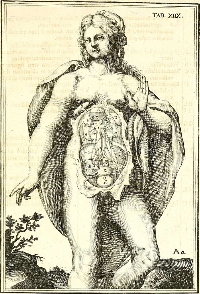 An illustration from Adriani Spigelii ... De humani corporis fabrica libri decem, tabulis XCIIX aeri incisis elegantissimis, nec antehac visis exornati. Serenissimo Ioanni Cornelio Venetiarum duci dicati : opus posthumum : Daniel Bucretius Vratislaviensis Philos. & Medic. D, 1632, leaf 614