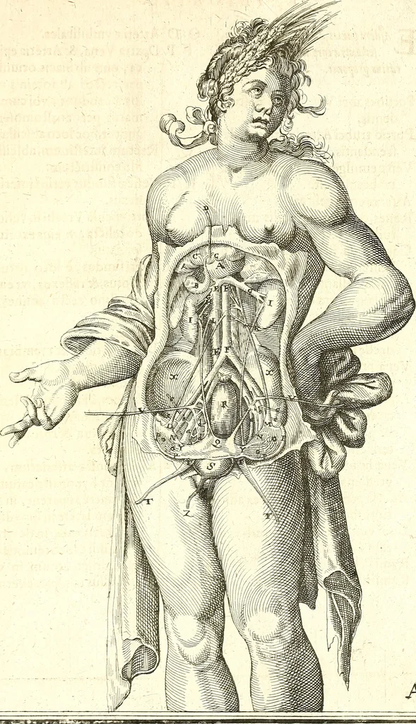 An illustration from Adriani Spigelii ... De humani corporis fabrica libri decem, tabulis XCIIX aeri incisis elegantissimis, nec antehac visis exornati. Serenissimo Ioanni Cornelio Venetiarum duci dicati : opus posthumum : Daniel Bucretius Vratislaviensis Philos. & Medic. D, 1632, leaf 616