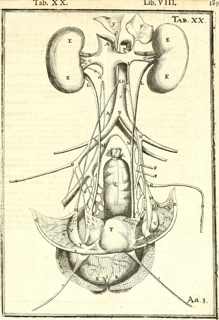 An illustration from Adriani Spigelii ... De humani corporis fabrica libri decem, tabulis XCIIX aeri incisis elegantissimis, nec antehac visis exornati. Serenissimo Ioanni Cornelio Venetiarum duci dicati : opus posthumum : Daniel Bucretius Vratislaviensis Philos. & Medic. D, 1632, leaf 618