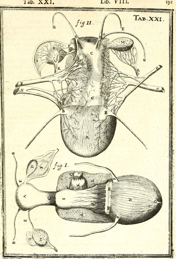 An illustration from Adriani Spigelii ... De humani corporis fabrica libri decem, tabulis XCIIX aeri incisis elegantissimis, nec antehac visis exornati. Serenissimo Ioanni Cornelio Venetiarum duci dicati : opus posthumum : Daniel Bucretius Vratislaviensis Philos. & Medic. D, 1632, leaf 620