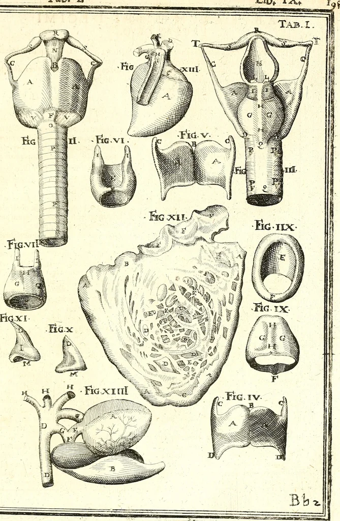 An illustration from Adriani Spigelii ... De humani corporis fabrica libri decem, tabulis XCIIX aeri incisis elegantissimis, nec antehac visis exornati. Serenissimo Ioanni Cornelio Venetiarum duci dicati : opus posthumum : Daniel Bucretius Vratislaviensis Philos. & Medic. D, 1632, leaf 624