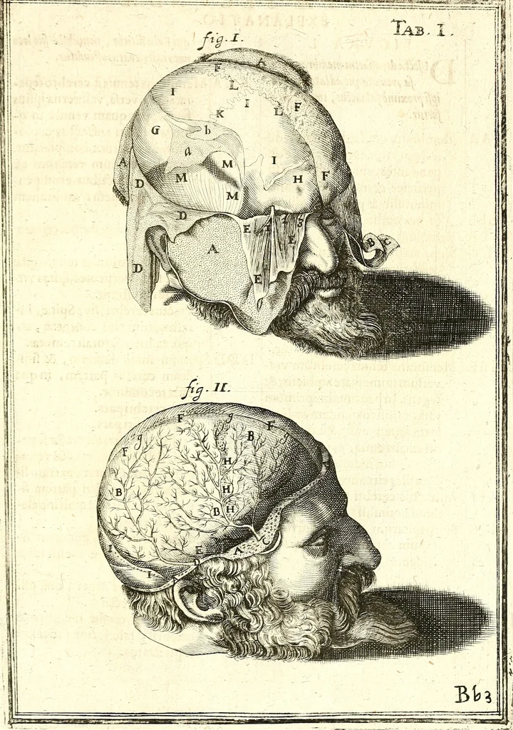 An illustration from Adriani Spigelii ... De humani corporis fabrica libri decem, tabulis XCIIX aeri incisis elegantissimis, nec antehac visis exornati. Serenissimo Ioanni Cornelio Venetiarum duci dicati : opus posthumum : Daniel Bucretius Vratislaviensis Philos. & Medic. D, 1632, leaf 626