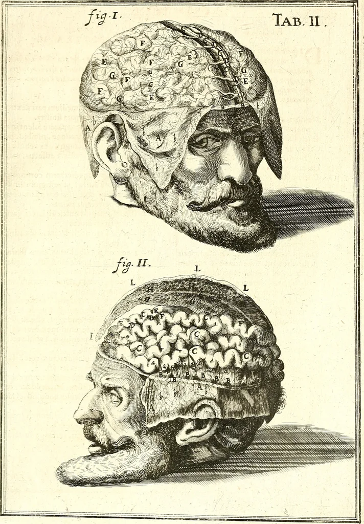 An illustration from Adriani Spigelii ... De humani corporis fabrica libri decem, tabulis XCIIX aeri incisis elegantissimis, nec antehac visis exornati. Serenissimo Ioanni Cornelio Venetiarum duci dicati : opus posthumum : Daniel Bucretius Vratislaviensis Philos. & Medic. D, 1632, leaf 628