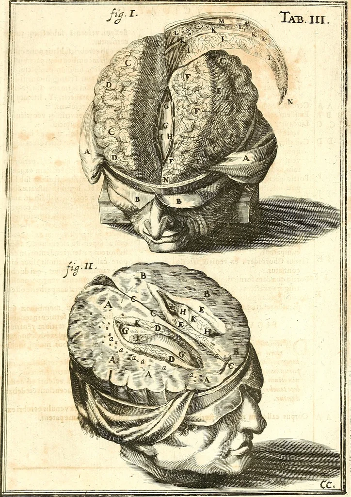 An illustration from Adriani Spigelii ... De humani corporis fabrica libri decem, tabulis XCIIX aeri incisis elegantissimis, nec antehac visis exornati. Serenissimo Ioanni Cornelio Venetiarum duci dicati : opus posthumum : Daniel Bucretius Vratislaviensis Philos. & Medic. D, 1632, leaf 630