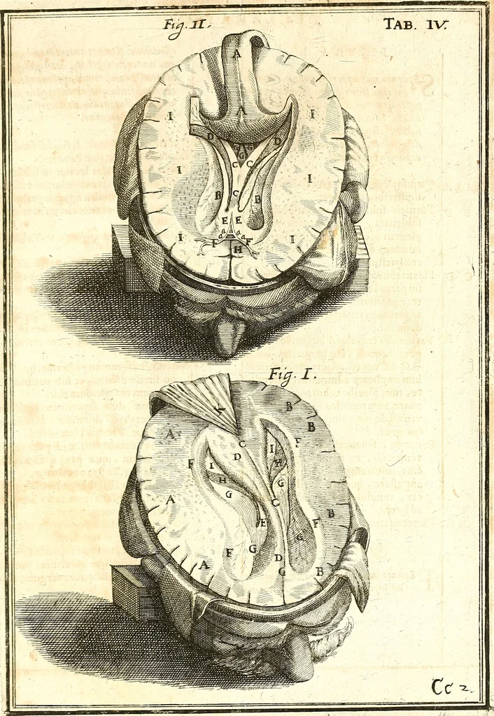 An illustration from Adriani Spigelii ... De humani corporis fabrica libri decem, tabulis XCIIX aeri incisis elegantissimis, nec antehac visis exornati. Serenissimo Ioanni Cornelio Venetiarum duci dicati : opus posthumum : Daniel Bucretius Vratislaviensis Philos. & Medic. D, 1632, leaf 632