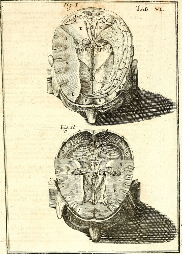 An illustration from Adriani Spigelii ... De humani corporis fabrica libri decem, tabulis XCIIX aeri incisis elegantissimis, nec antehac visis exornati. Serenissimo Ioanni Cornelio Venetiarum duci dicati : opus posthumum : Daniel Bucretius Vratislaviensis Philos. & Medic. D, 1632, leaf 636