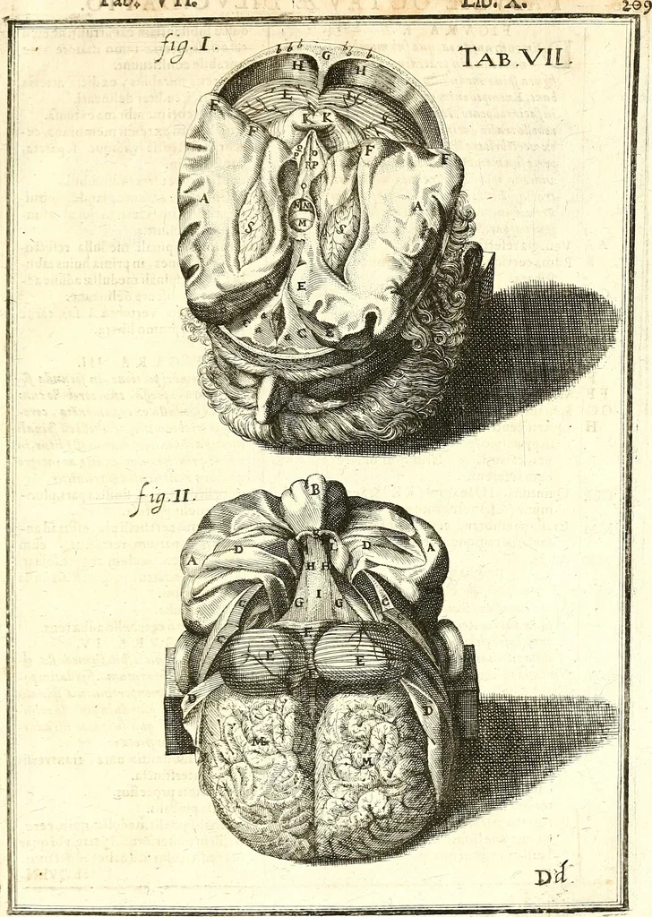 An illustration from Adriani Spigelii ... De humani corporis fabrica libri decem, tabulis XCIIX aeri incisis elegantissimis, nec antehac visis exornati. Serenissimo Ioanni Cornelio Venetiarum duci dicati : opus posthumum : Daniel Bucretius Vratislaviensis Philos. & Medic. D, 1632, leaf 638