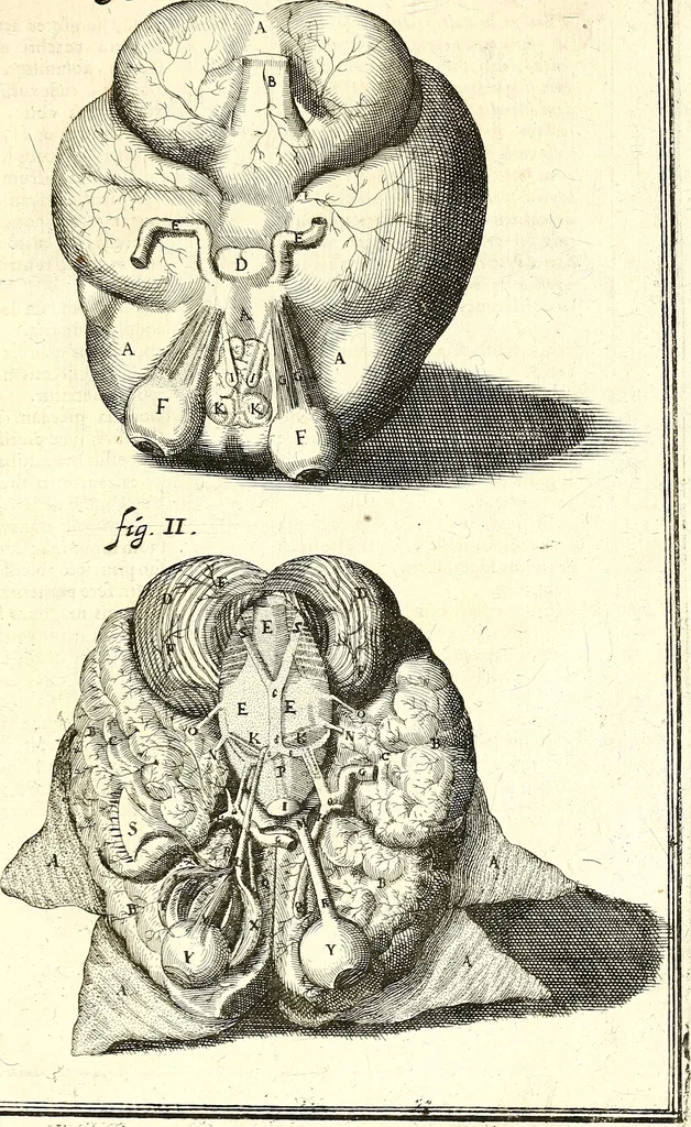 An illustration from Adriani Spigelii ... De humani corporis fabrica libri decem, tabulis XCIIX aeri incisis elegantissimis, nec antehac visis exornati. Serenissimo Ioanni Cornelio Venetiarum duci dicati : opus posthumum : Daniel Bucretius Vratislaviensis Philos. & Medic. D, 1632, leaf 644