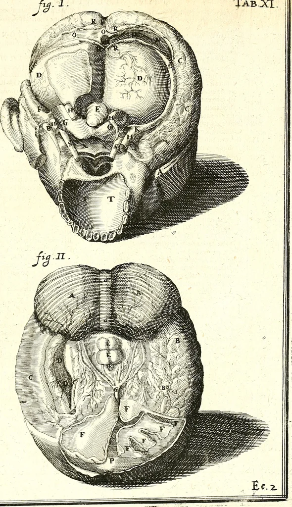An illustration from Adriani Spigelii ... De humani corporis fabrica libri decem, tabulis XCIIX aeri incisis elegantissimis, nec antehac visis exornati. Serenissimo Ioanni Cornelio Venetiarum duci dicati : opus posthumum : Daniel Bucretius Vratislaviensis Philos. & Medic. D, 1632, leaf 648