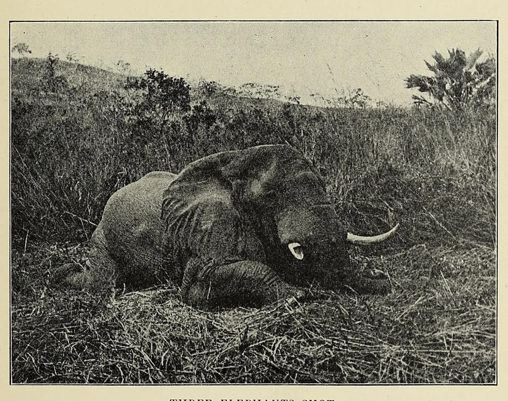 An illustration from The adventures of an elephant hunter, 1912, leaf 133