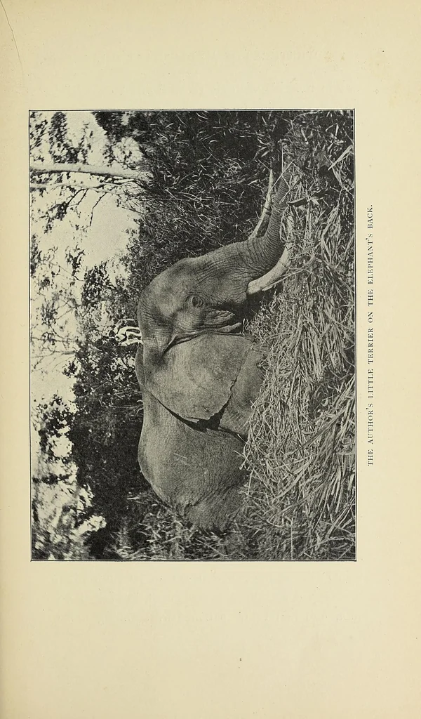 An illustration from The adventures of an elephant hunter, 1912, leaf 213