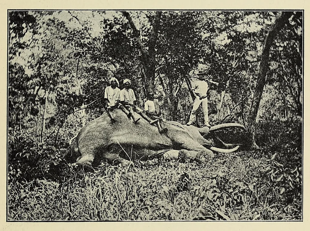 An illustration from The adventures of an elephant hunter, 1912, leaf 253