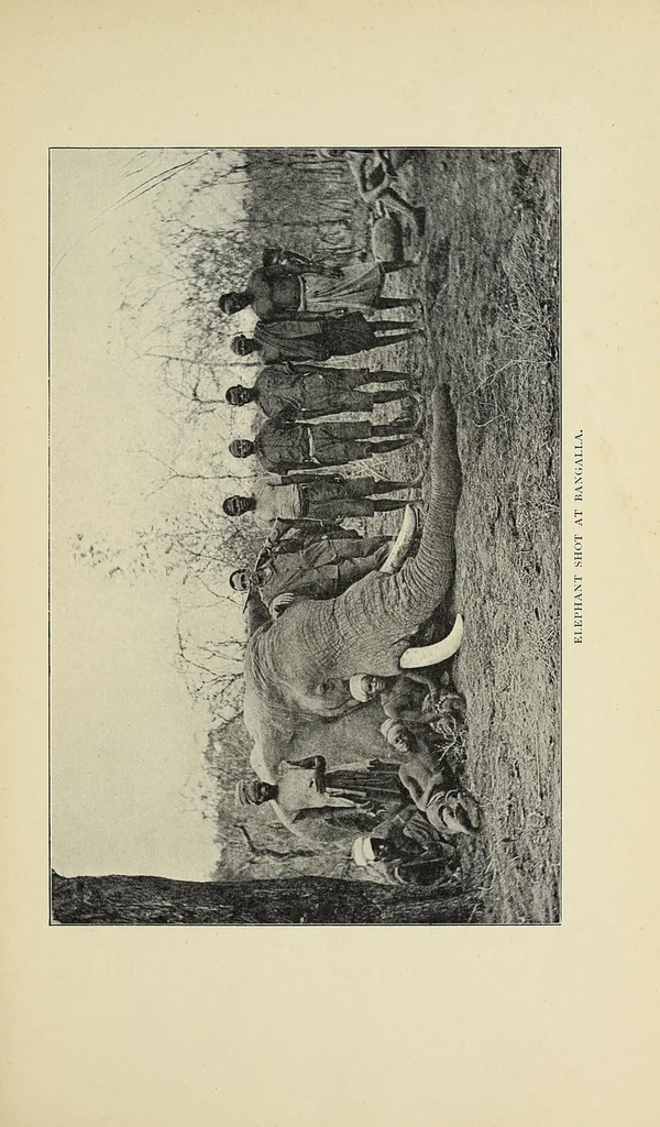 An illustration from The adventures of an elephant hunter, 1912, leaf 289