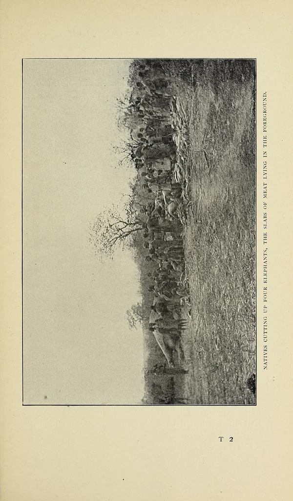 An illustration from The adventures of an elephant hunter, 1912, leaf 303