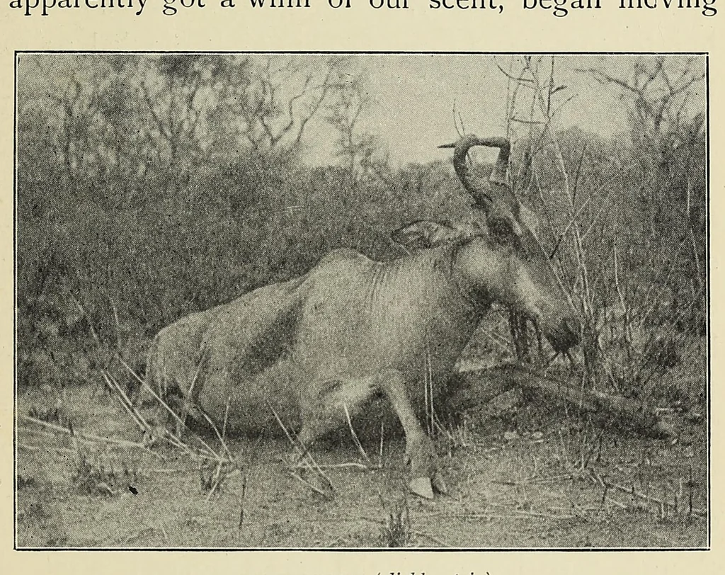 An illustration from The adventures of an elephant hunter, 1912, leaf 325