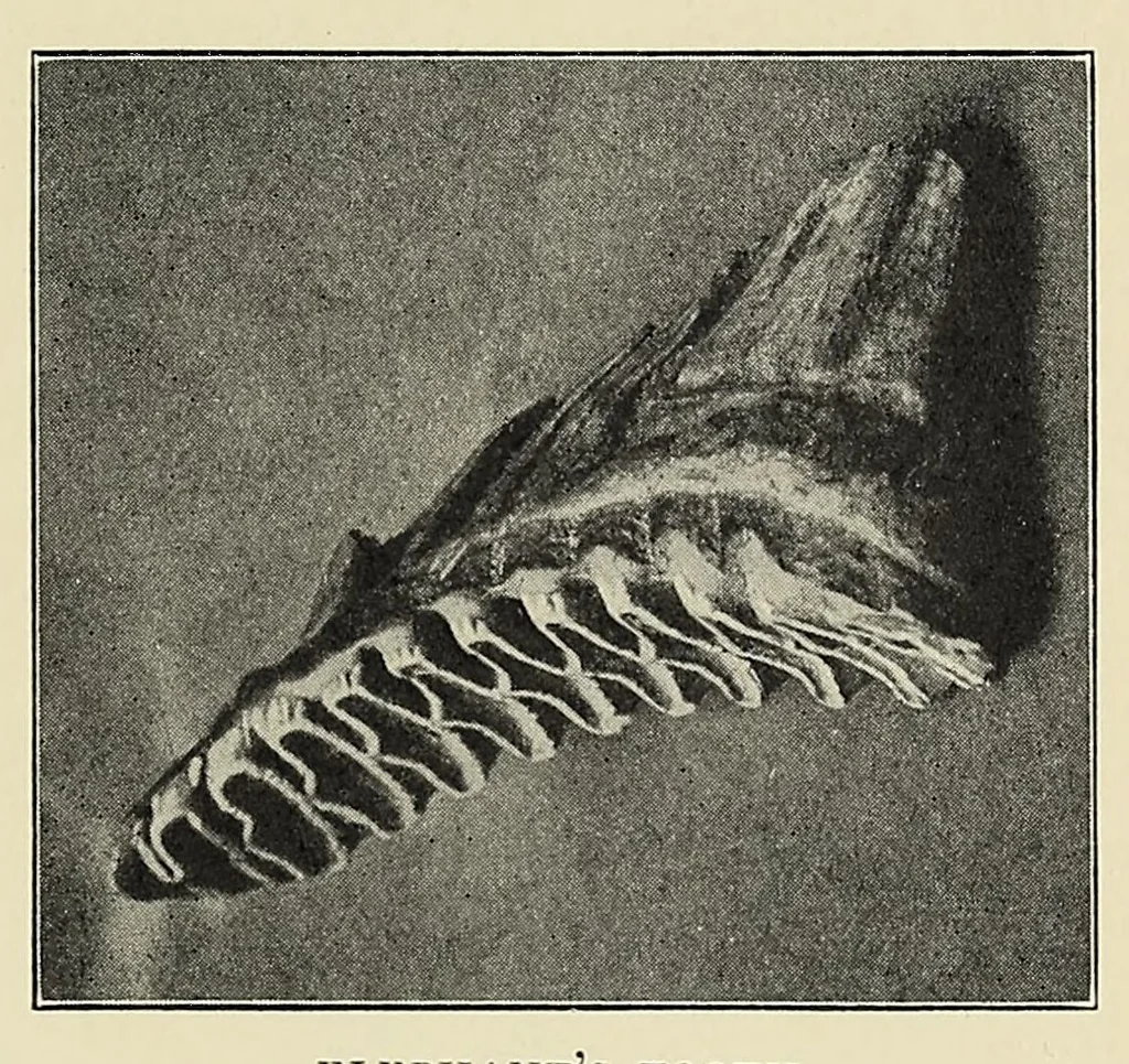 An illustration from The adventures of an elephant hunter, 1912, leaf 39