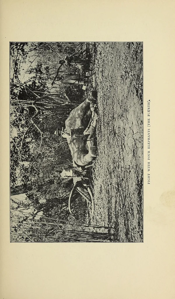 An illustration from The adventures of an elephant hunter, 1912, leaf 53