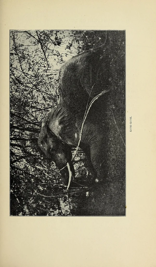 An illustration from The adventures of an elephant hunter, 1912, leaf 69
