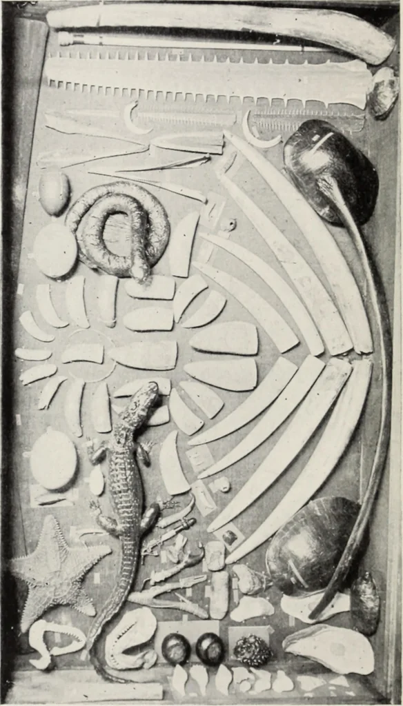An illustration from A.E. Brooks's collection of antique guns, pistols, etc., Hartford, Conn, 1899, leaf 177