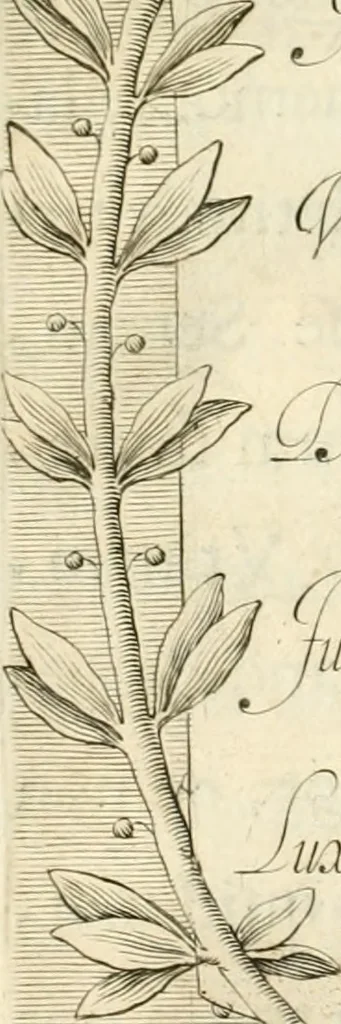 An illustration from Aedes Barberinae ad Quirinalem, 1642, leaf 155